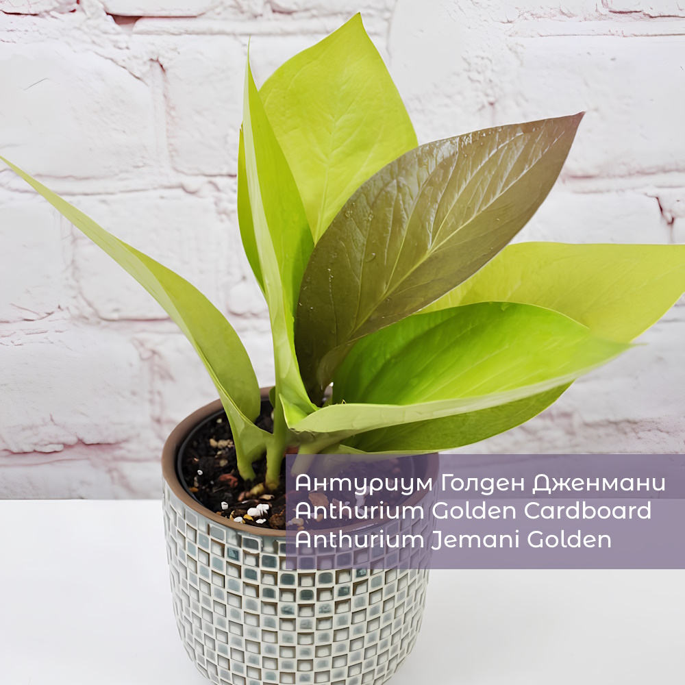 Антуриум Голден Дженмани (Anthurium Golden Jenmani)